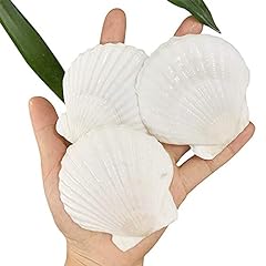 Seajiayi pcs scallop for sale  Delivered anywhere in USA 