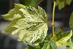 Acer leopoldii variegated for sale  Delivered anywhere in UK