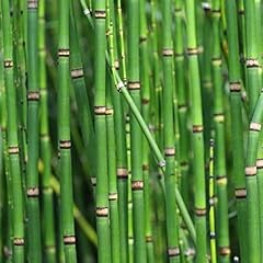 Chalily horsetail rush for sale  Delivered anywhere in USA 