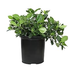 Gardenia plant cape for sale  Delivered anywhere in USA 