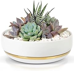 Willowy inch succulent for sale  Delivered anywhere in USA 