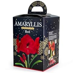 Amaryllis red houseplant for sale  Delivered anywhere in UK