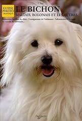 Bichon maltais bolonais d'occasion  Livré partout en Belgiqu