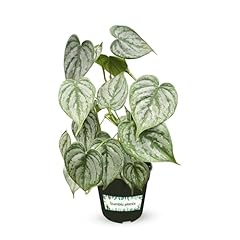 Philodendron brandi live for sale  Delivered anywhere in USA 