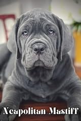 Neapolitan mastiff dog for sale  Delivered anywhere in UK