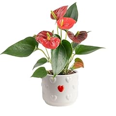 Costa farms anthurium for sale  Delivered anywhere in USA 