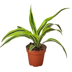 Dracaena deremensis lemon for sale  Delivered anywhere in USA 