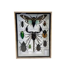 Real taxidermy bugs for sale  Delivered anywhere in USA 