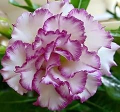 Seeds adenium obesum for sale  Delivered anywhere in UK