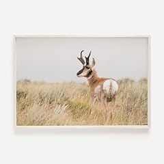 Pronghorn photography western for sale  Delivered anywhere in USA 