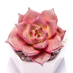 Echeveria agavoides romeo for sale  Delivered anywhere in USA 