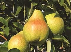 Pyrus williams pear for sale  Delivered anywhere in UK