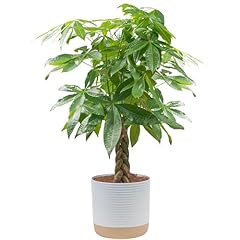Costa farms money for sale  Delivered anywhere in USA 