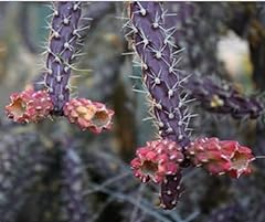 Cylindropuntia versicolor cact for sale  Delivered anywhere in USA 