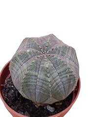 Euphorbia obesa pianta usato  Spedito ovunque in Italia 