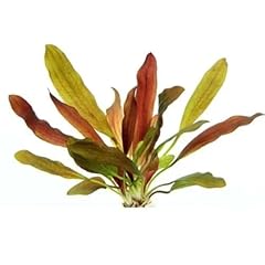 Echinodorus red chameleon d'occasion  Livré partout en France