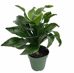 Twister dragon tree for sale  Delivered anywhere in USA 
