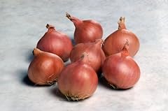 Seed shallot matador for sale  Delivered anywhere in UK
