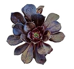 Uskc live aeonium for sale  Delivered anywhere in USA 