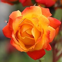 Heirloom roses climbing for sale  Delivered anywhere in USA 