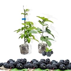 Aparaho blackberry plants for sale  Delivered anywhere in USA 