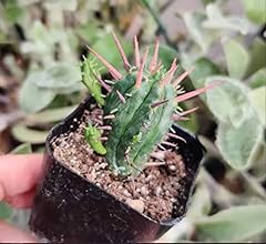 Foliagems live cactus for sale  Delivered anywhere in USA 