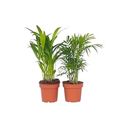 Plant box areca usato  Spedito ovunque in Italia 
