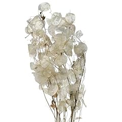 Getrocknete lunaria mondviole gebraucht kaufen  Wird an jeden Ort in Deutschland