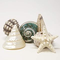 Fancy sea shell for sale  Delivered anywhere in USA 