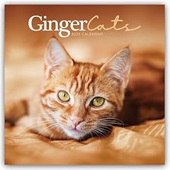 Ginger cats rothaarige gebraucht kaufen  Wird an jeden Ort in Deutschland