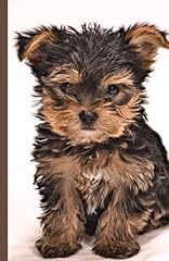 Yorkie puppy matte for sale  Delivered anywhere in UK