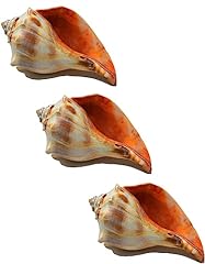 Atlantic whelk sea for sale  Delivered anywhere in USA 
