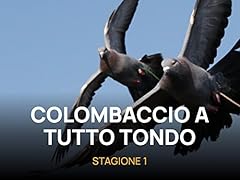 Colombaccio tutto tondo usato  Spedito ovunque in Italia 