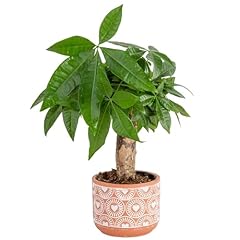 Costa farms money for sale  Delivered anywhere in USA 