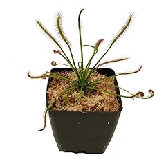 Cape sundew drosera for sale  Delivered anywhere in USA 