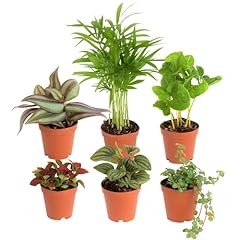 Costa farms mini for sale  Delivered anywhere in USA 