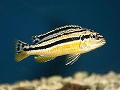 Pair melanochromis auratus for sale  Delivered anywhere in USA 