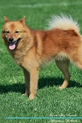 Finnish spitz affirmations for sale  Delivered anywhere in UK
