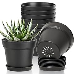T4u inch plant for sale  Delivered anywhere in USA 