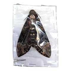 Pair death head for sale  Delivered anywhere in USA 