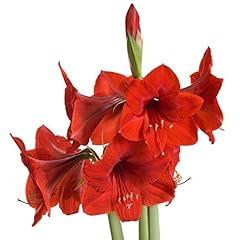 Red amaryllis jumbo for sale  Delivered anywhere in USA 