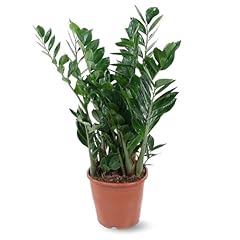 Attitude jardin zamioculcas usato  Spedito ovunque in Italia 
