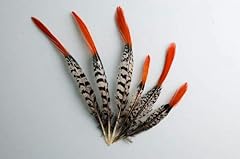 Lady amherst pheasant for sale  Delivered anywhere in USA 