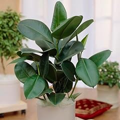 Garden ficus elastica for sale  Delivered anywhere in Ireland