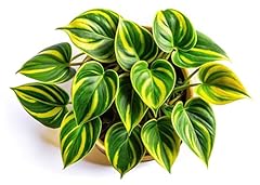 Lemon jade brasil for sale  Delivered anywhere in USA 