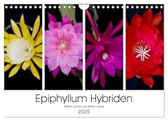 Epiphyllum hybriden calvendo gebraucht kaufen  Wird an jeden Ort in Deutschland