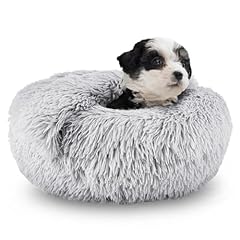 Shinhye small dog for sale  Delivered anywhere in USA 