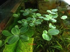 Dwarf water lettuce for sale  Delivered anywhere in USA 