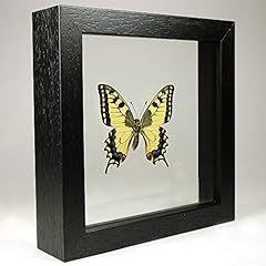Museumwinkel.com papilio macha usato  Spedito ovunque in Italia 