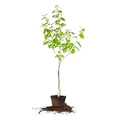 Perfect plants fuyu for sale  Delivered anywhere in USA 